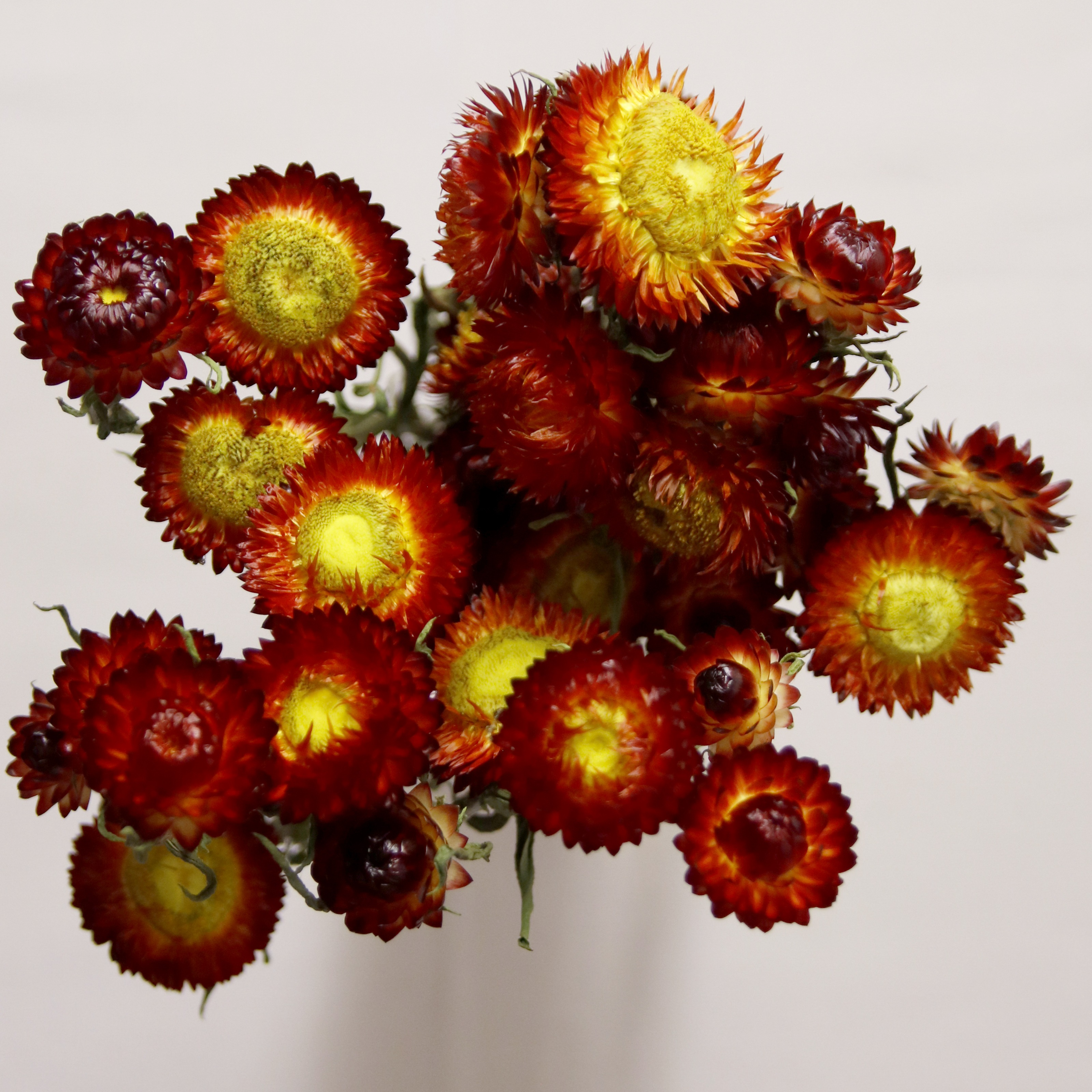 Immortelle rouge séchée