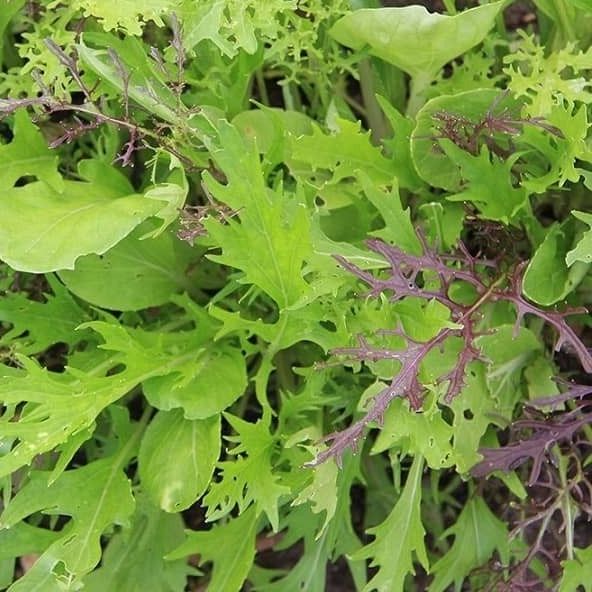 Mesclun : sachet de 150g à 2.25€ (portion pr 1 personne)