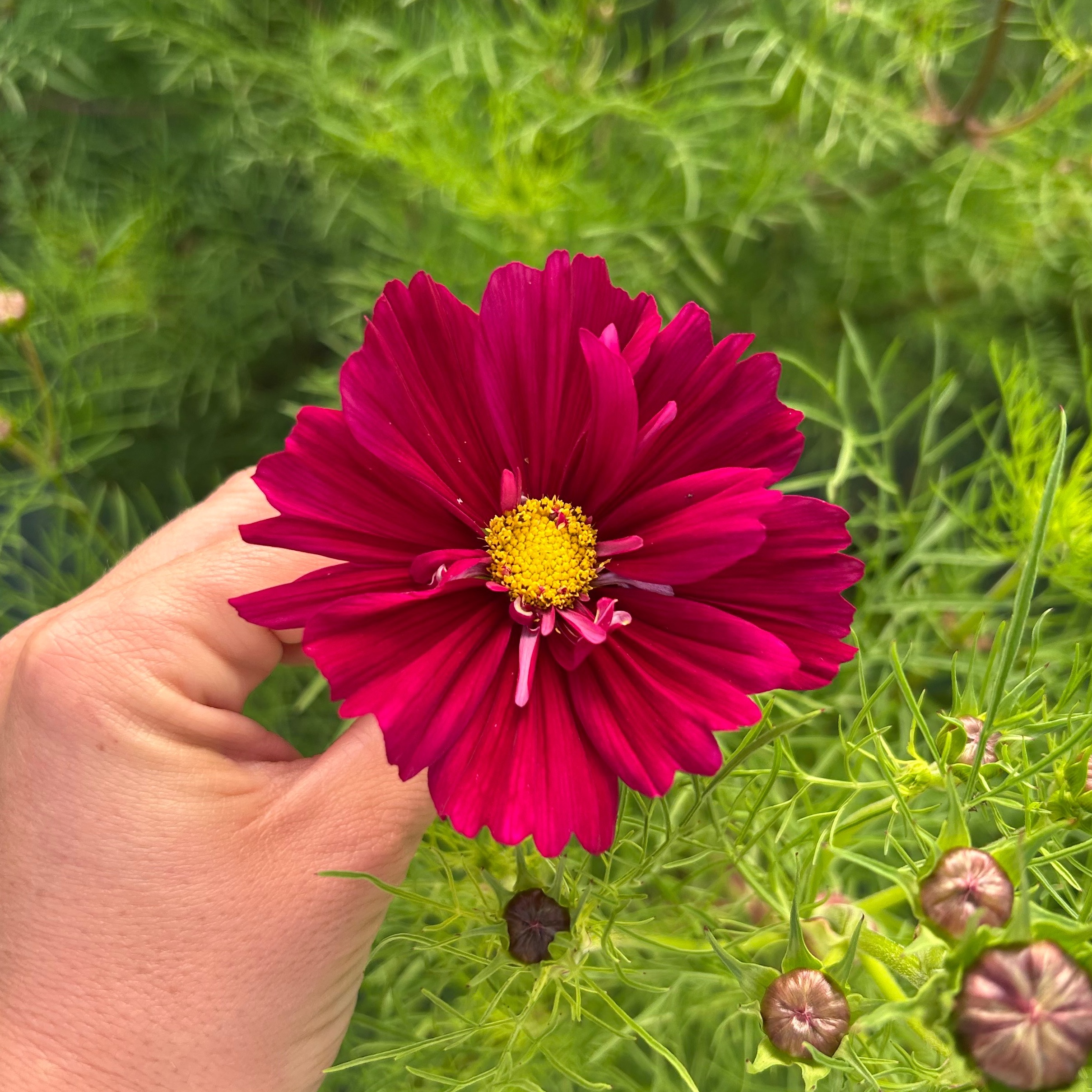 Cosmos DOUBLE CLICK CRANBERRIES