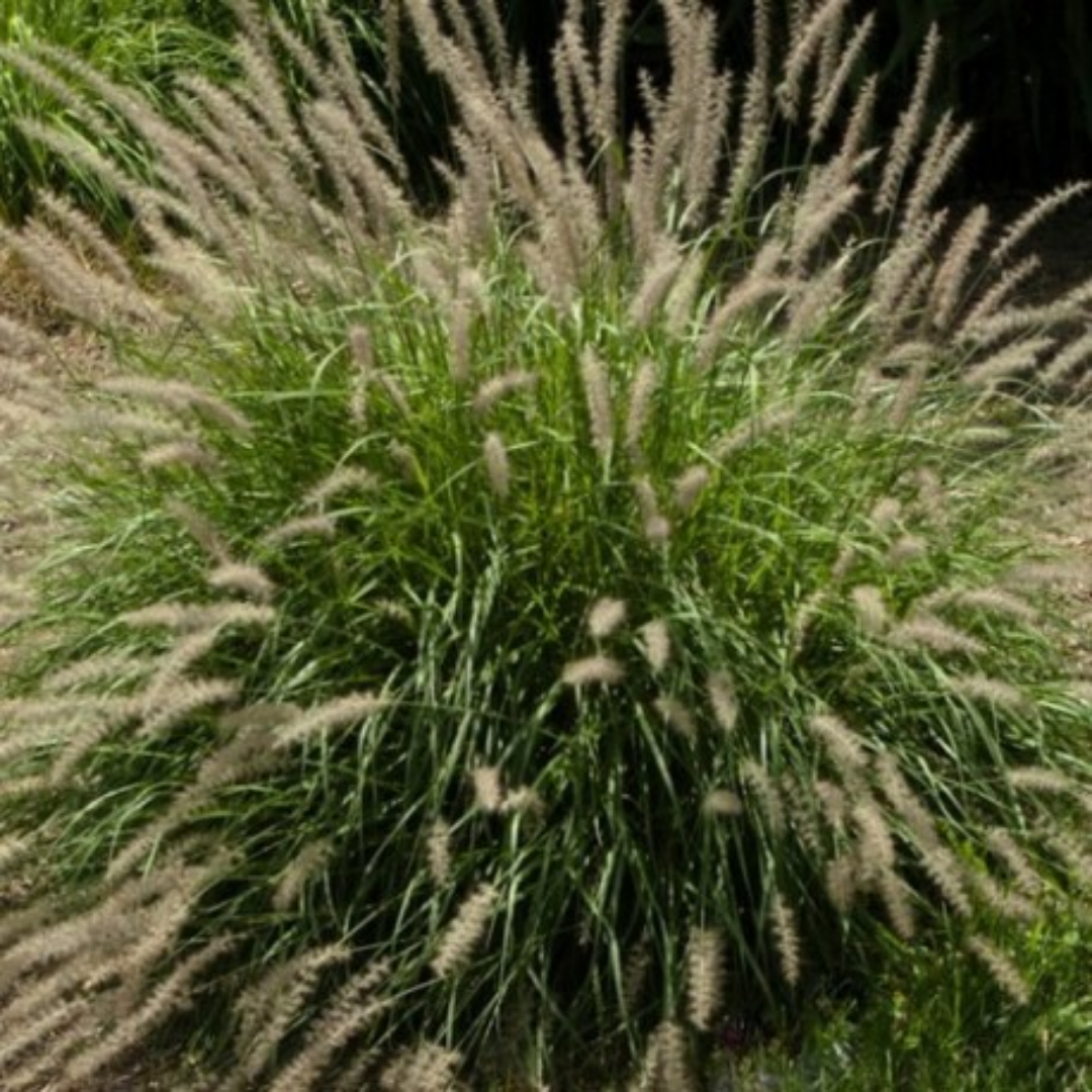 Pennisetum orientale type