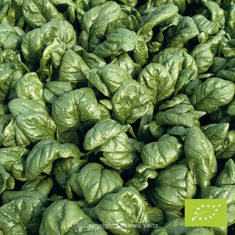 Epinard motte préssée