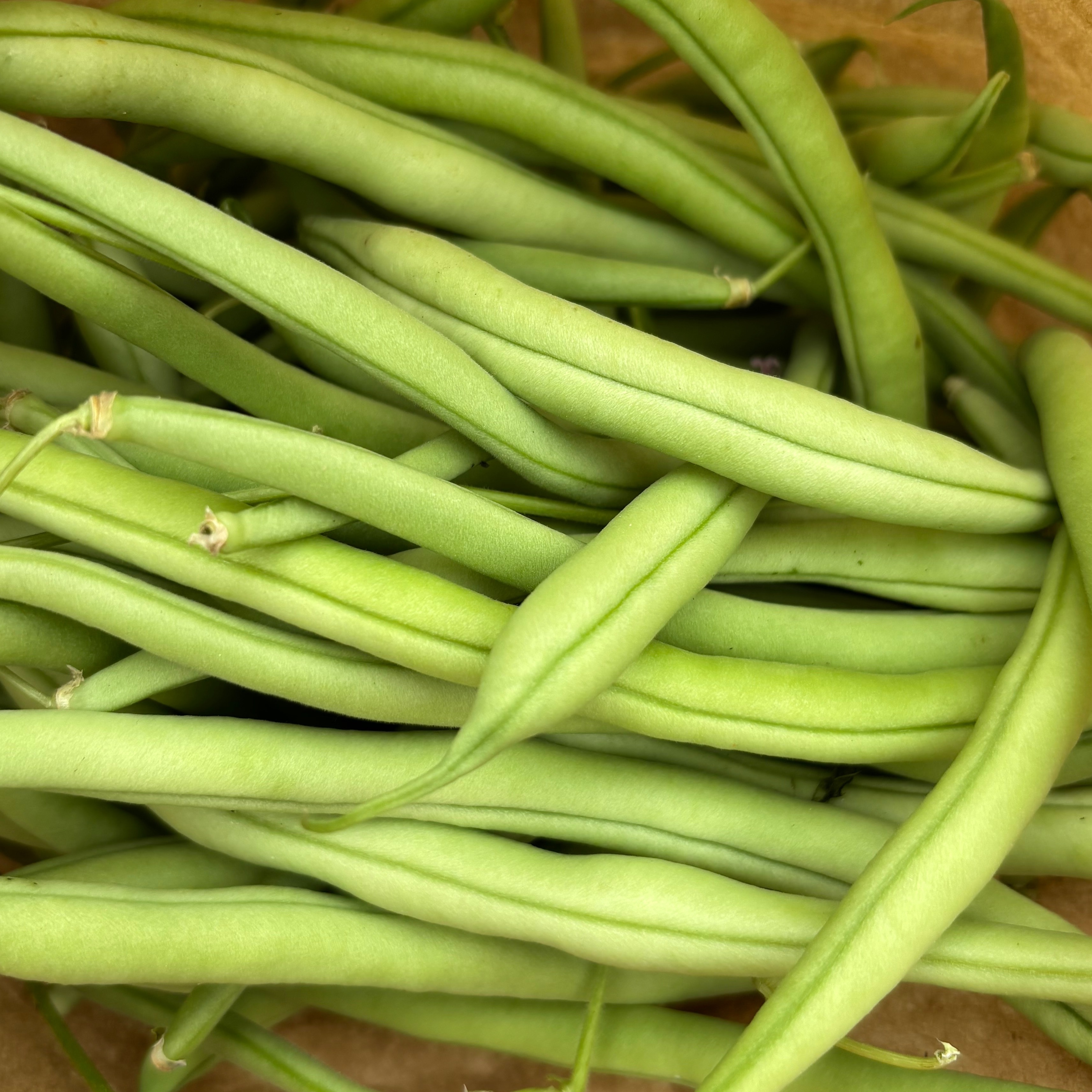 Haricot vert récolté main