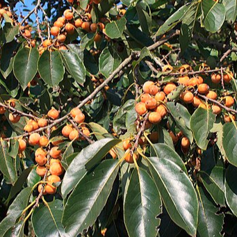 Plaqueminier lotier - 1,2m - pot 4L