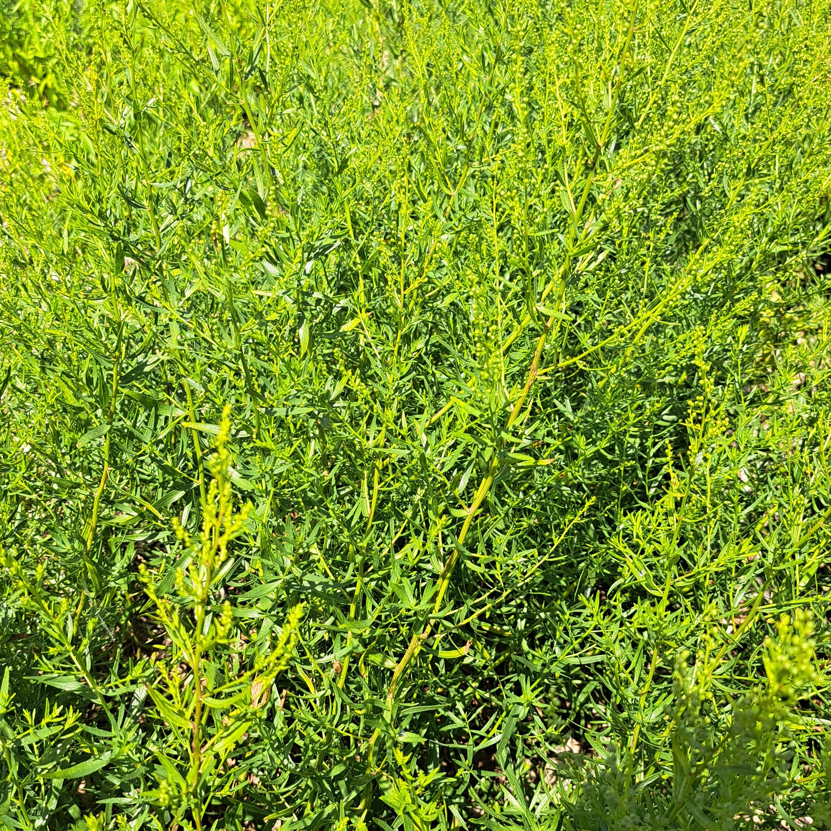 Estragon frais