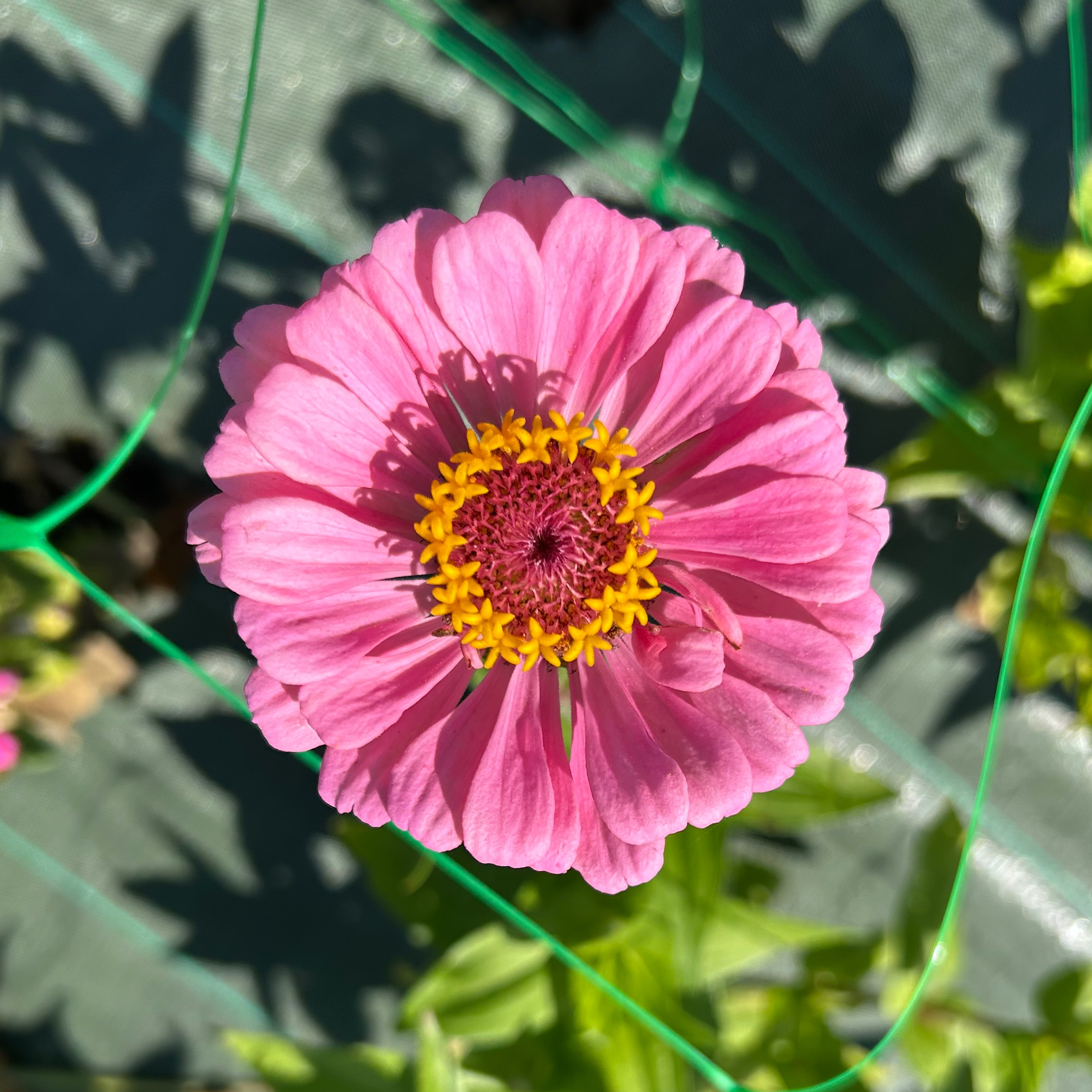 Zinnias roses simple ou double