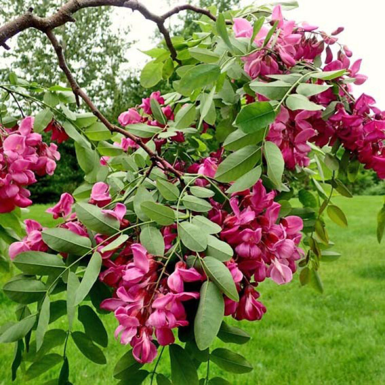 Robinier faux acacia - Robinia x margaretta "Casque Rouge"