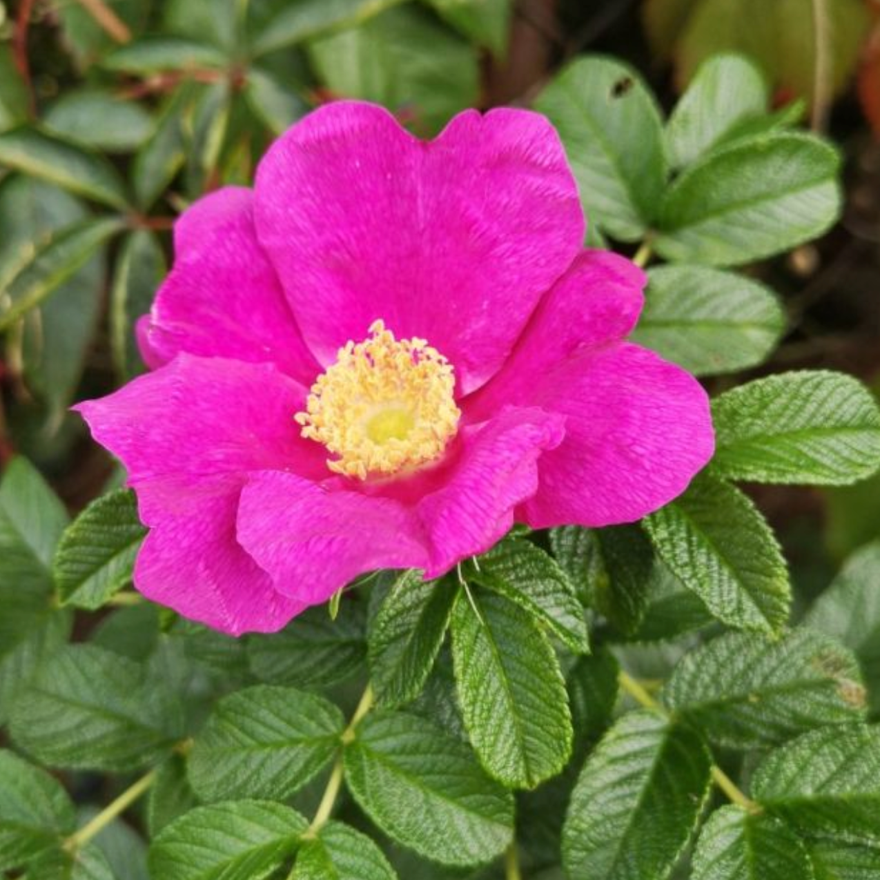 Rosier rugueux rouge 'Rubra' Pot 5L