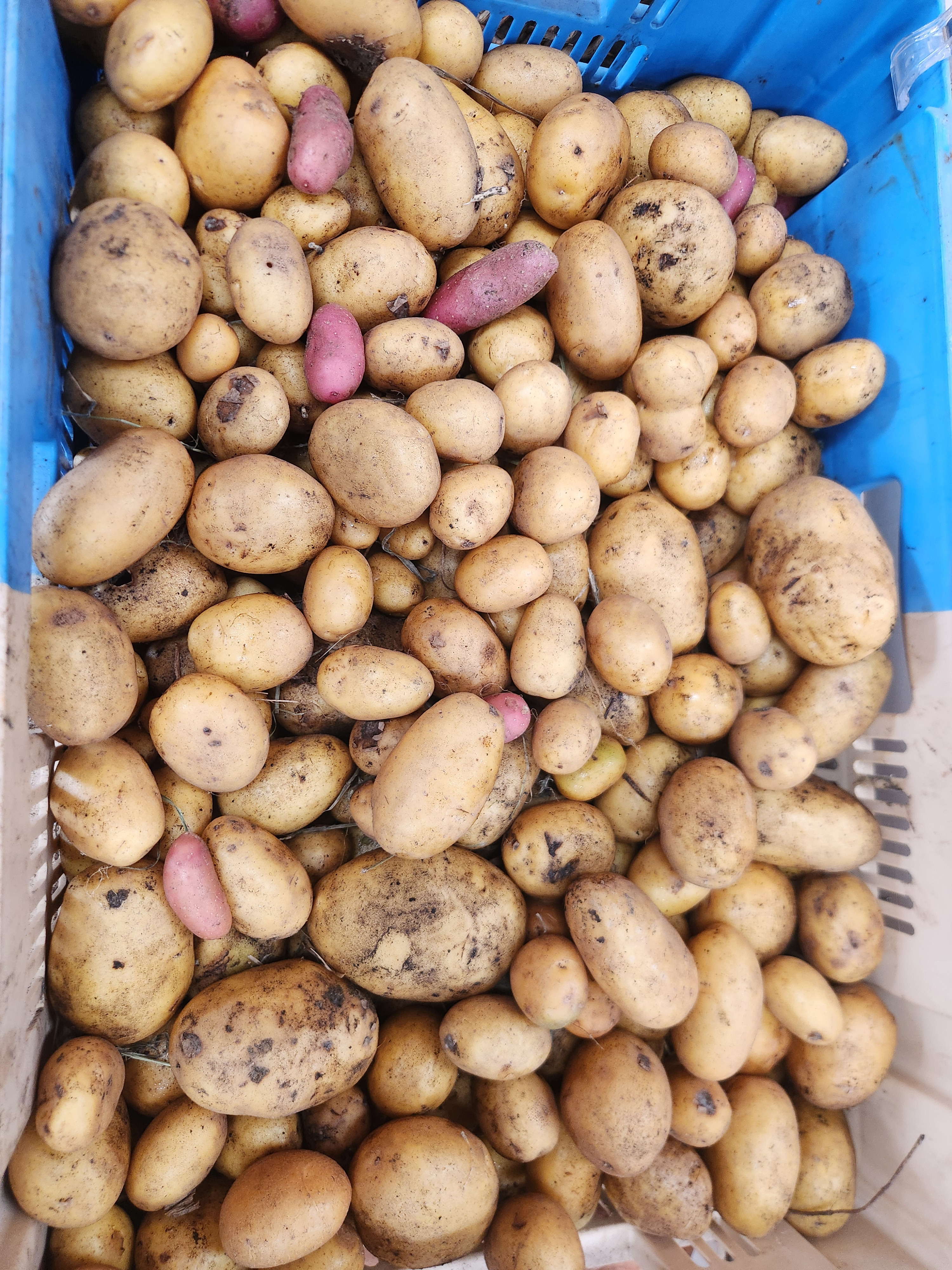 Pomme de terre nouvelle - 1kg