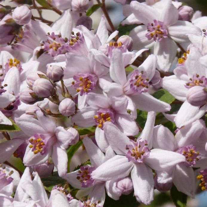 Deutzia - Deutzia hybrida "Mont Rose"
