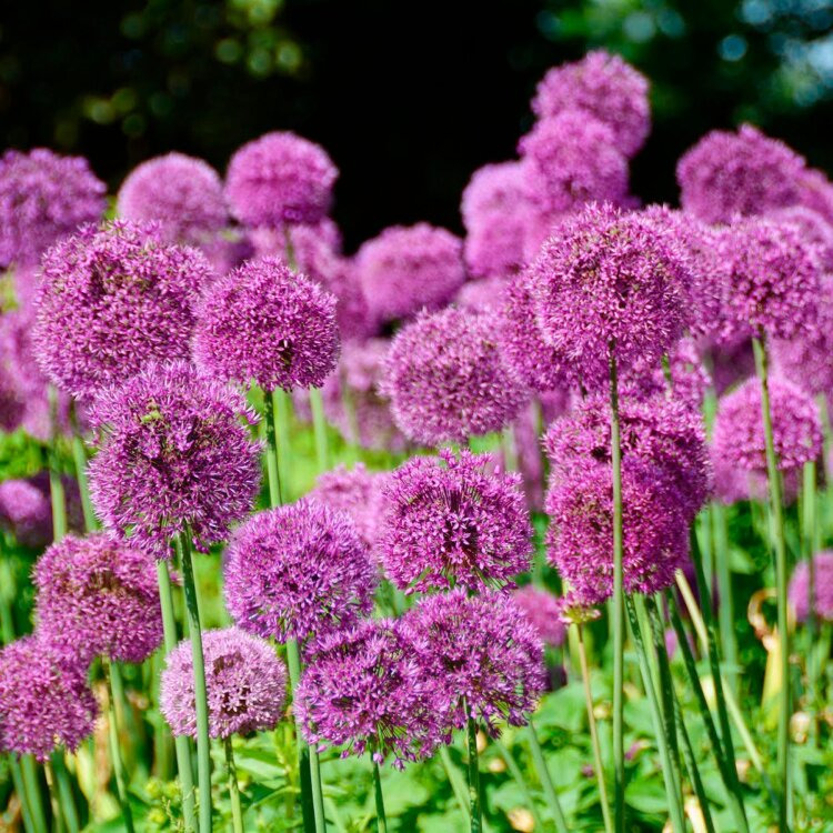 Ail d'ornement de printemps - Allium aflatunense