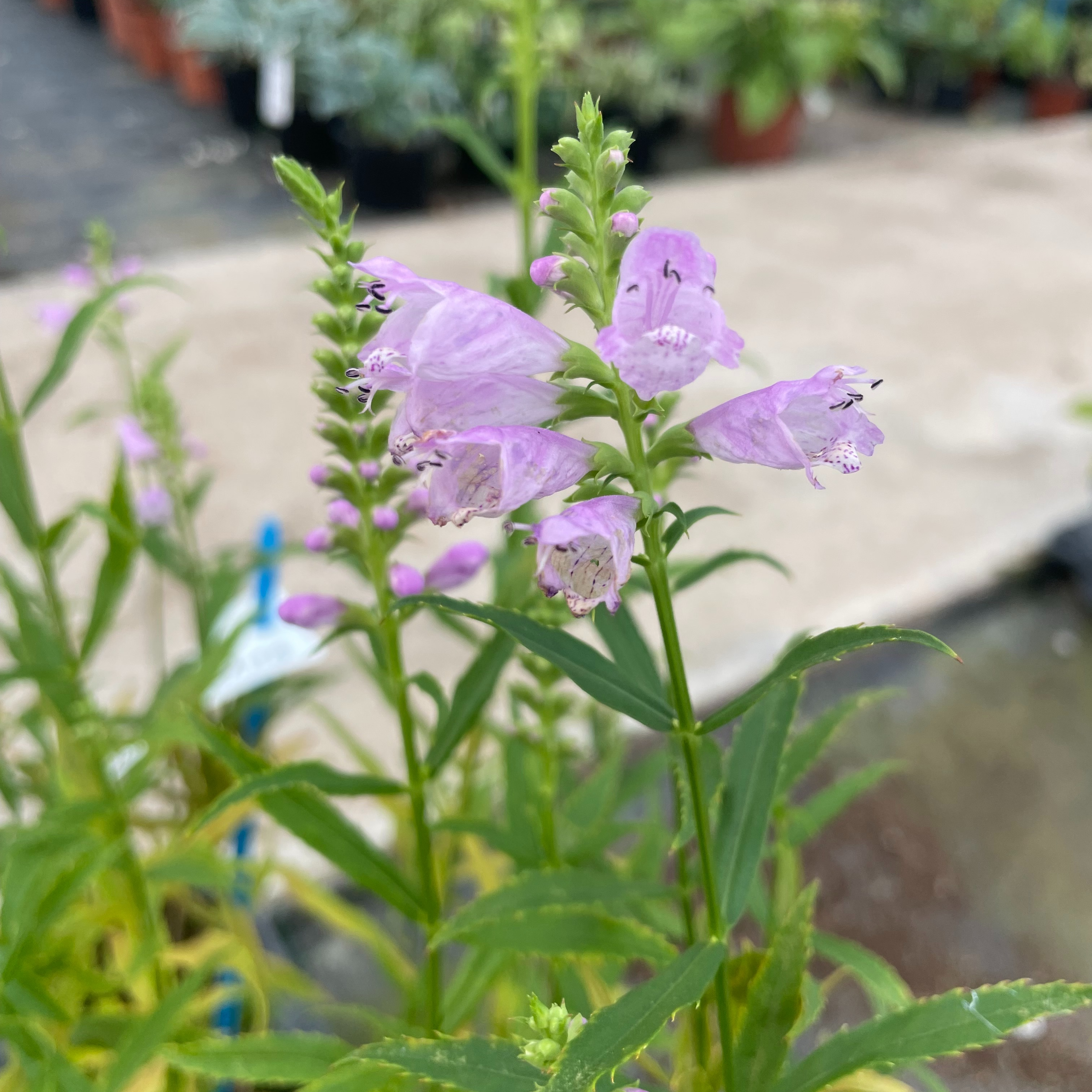 Physostegia virginiana