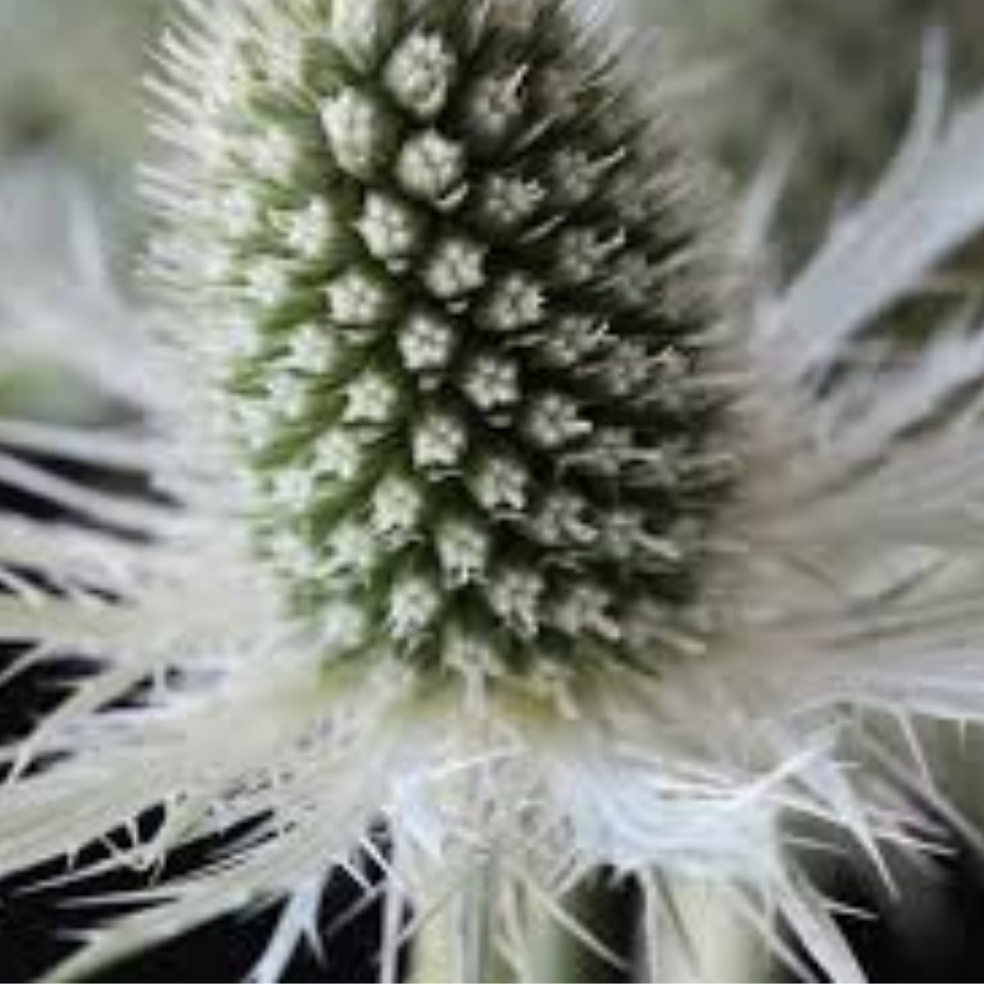 Eryngium planum ‘Magical White Lagoon’