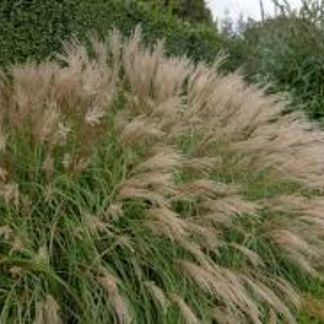 Miscanthus sinensis ‘Adagio’