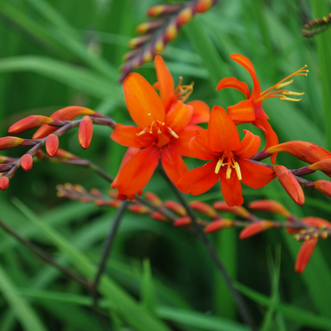 Crocosmia masoniorum
