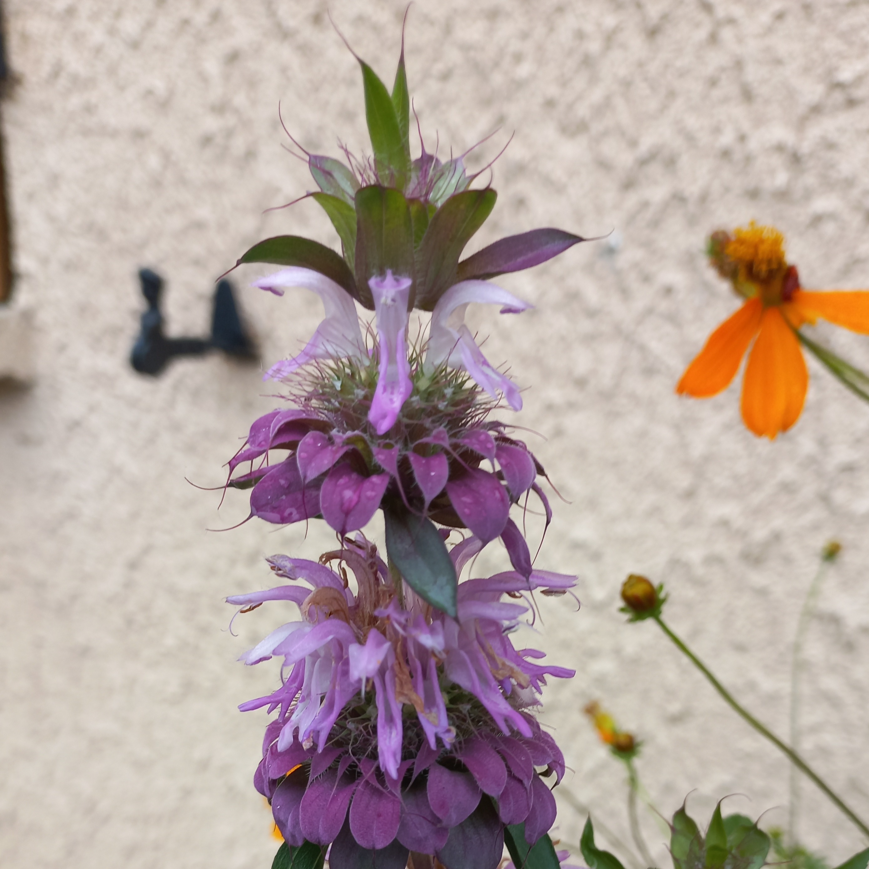Monarde citron - godet 8 cm