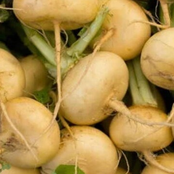 Navets jaunes - KG