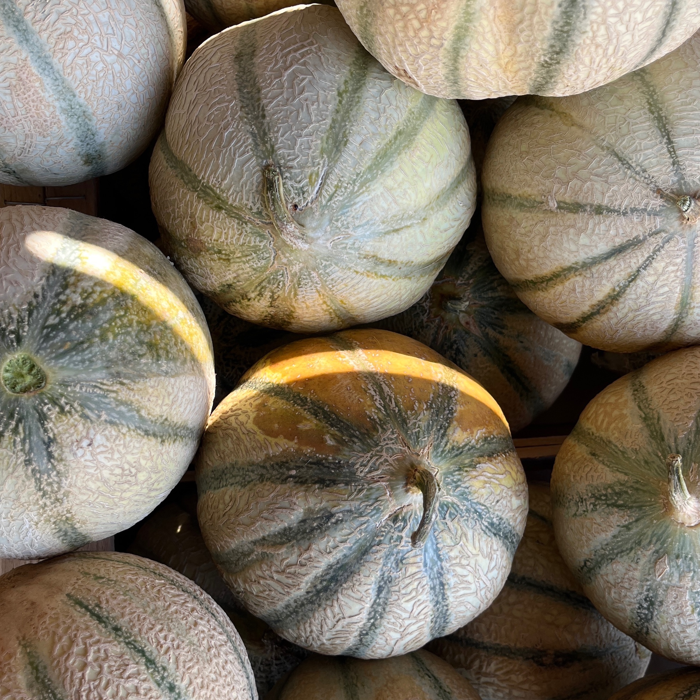 MELON DE NOTRE PRODUCTION - GROS