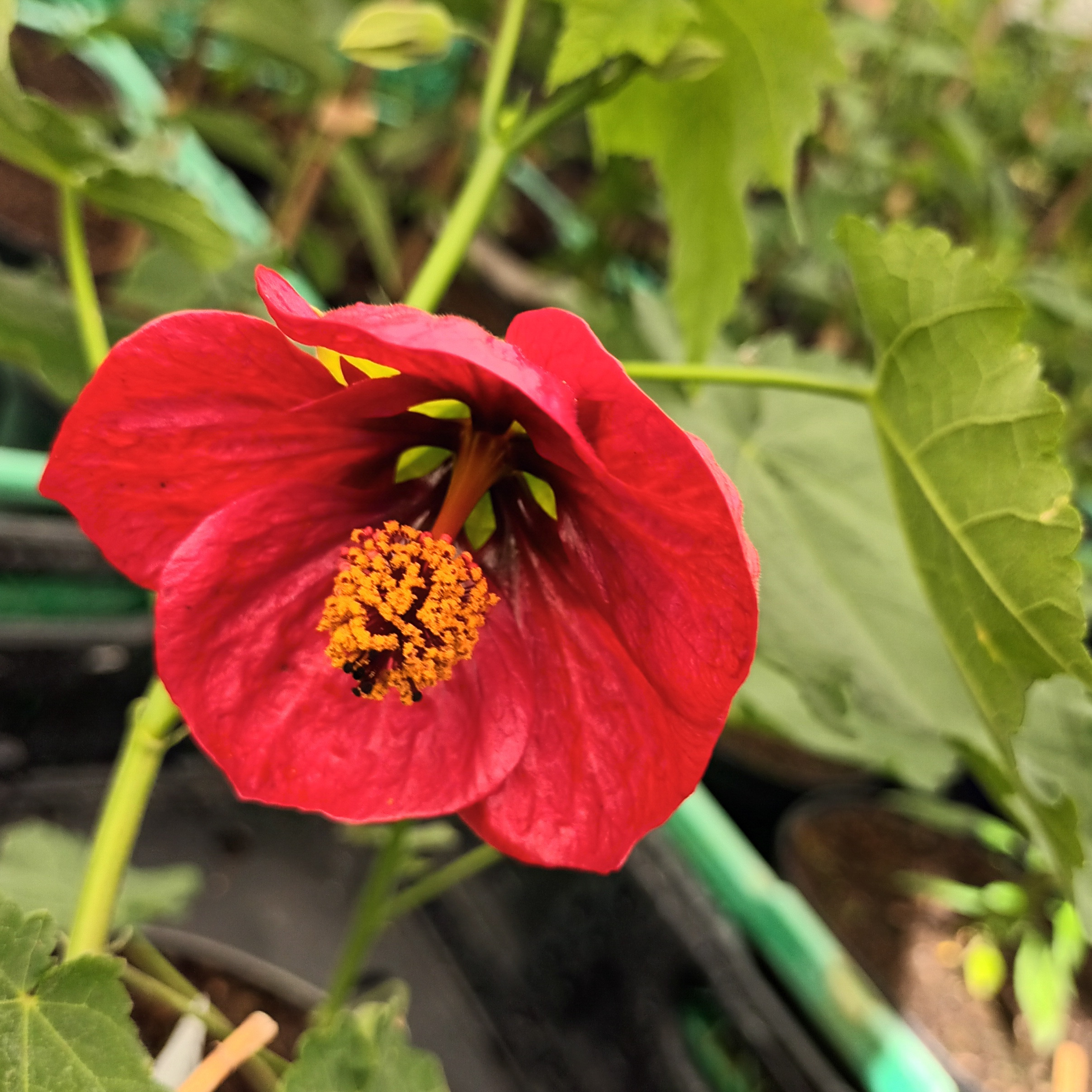 Abutilon rouge, Callianthe picta - 3l