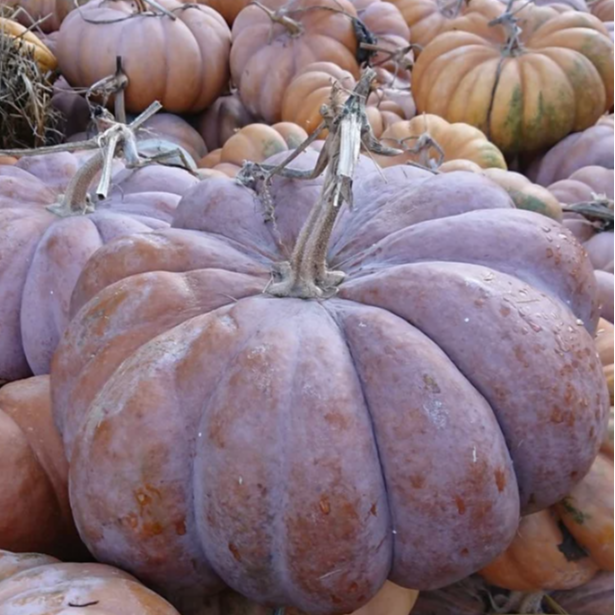 Courge Muscade - 6kg