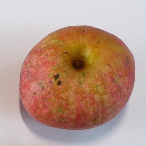 Pommier - Malus domestica "Mettais"