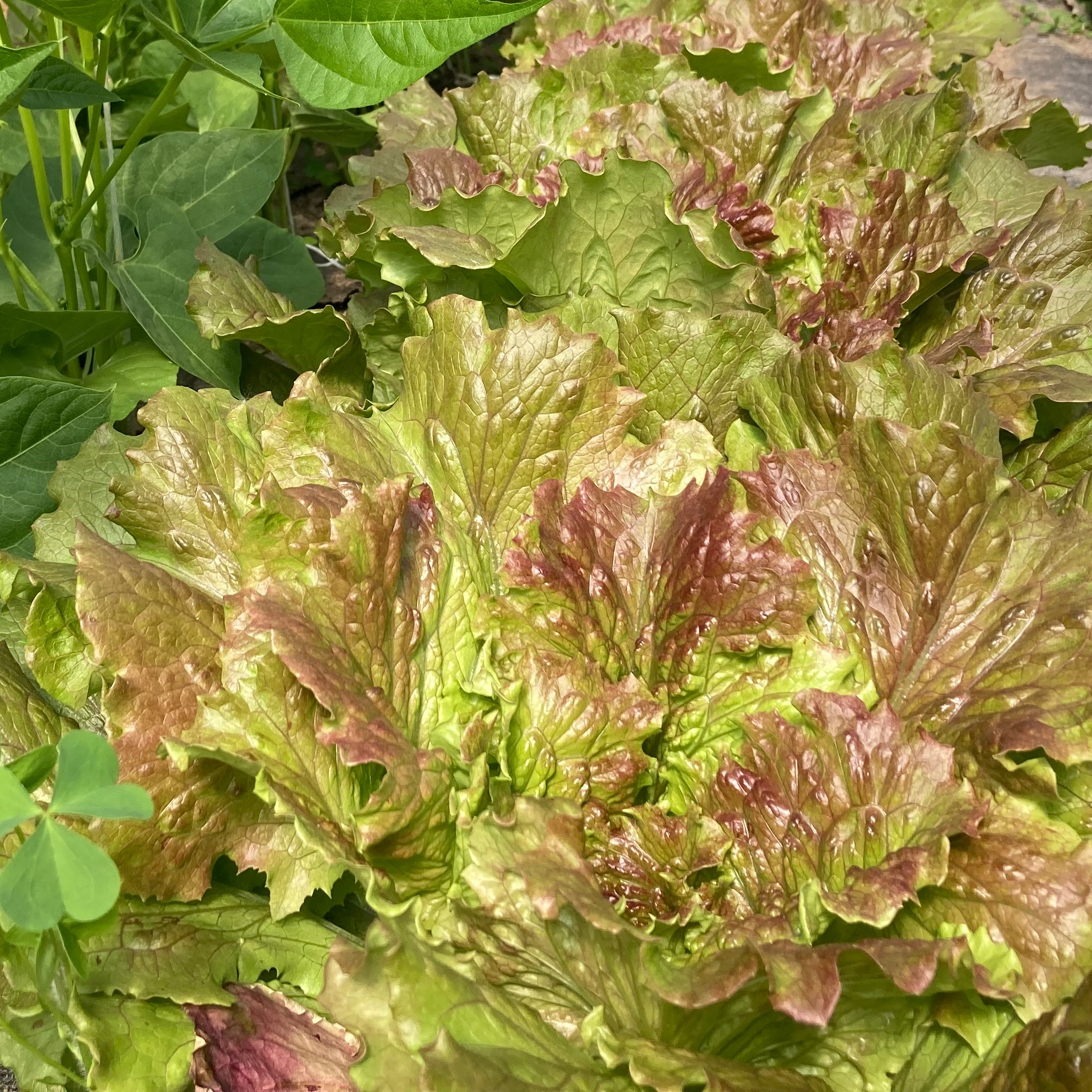 OFFRE ! Salade ‘Batavia rouge’