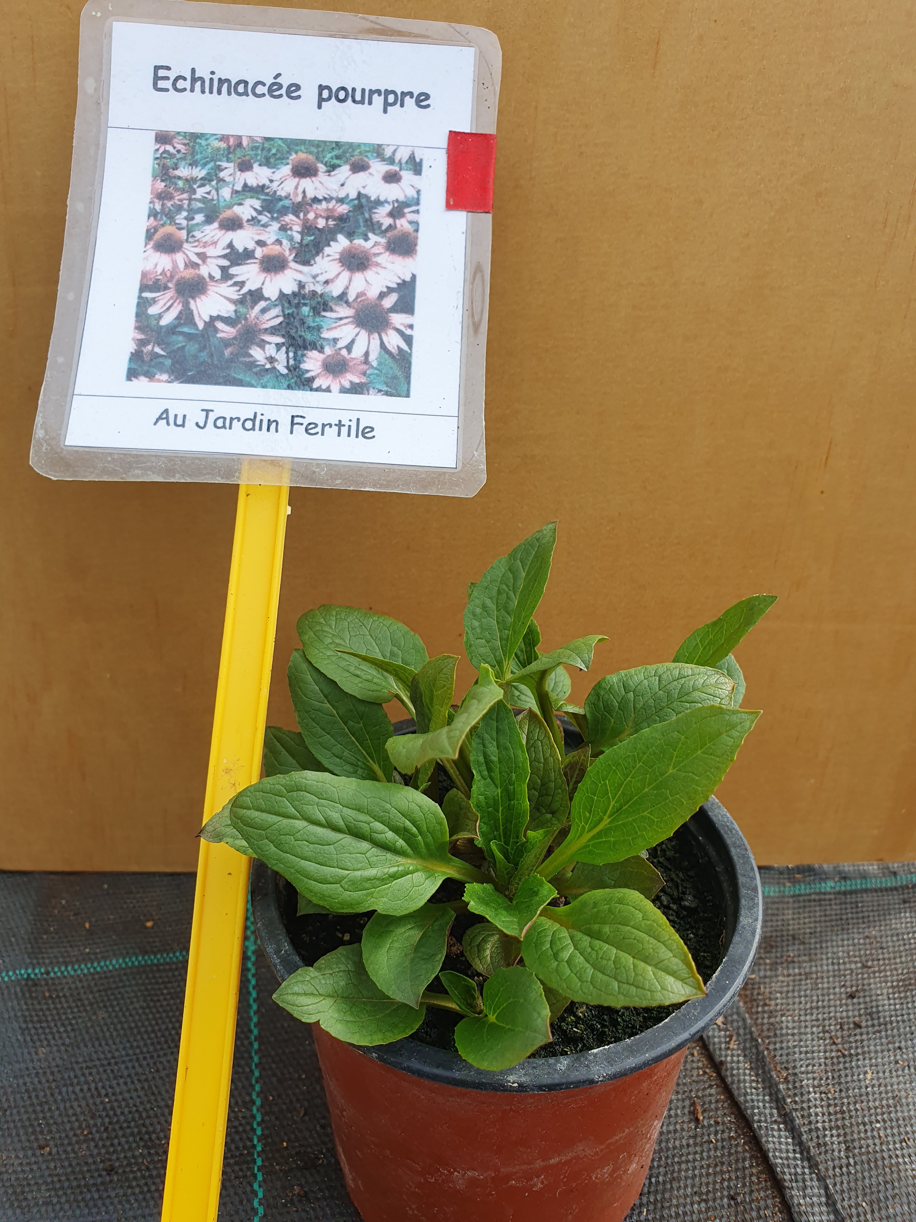 Plant Échinacée Pourpre