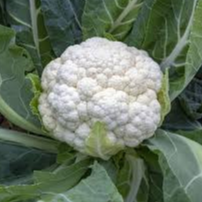 CHOU-FLEUR - 0,95kg