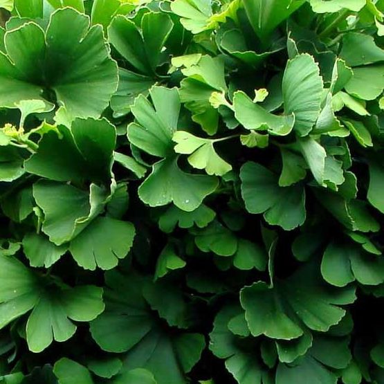 - Ginkgo biloba sur tige "Mariken" - Tige 80cm - Pot