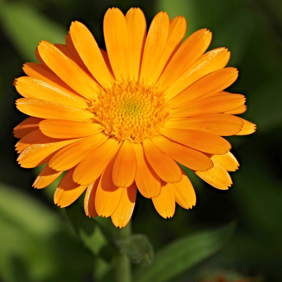 Macérat huileux de Calendula - 50ml