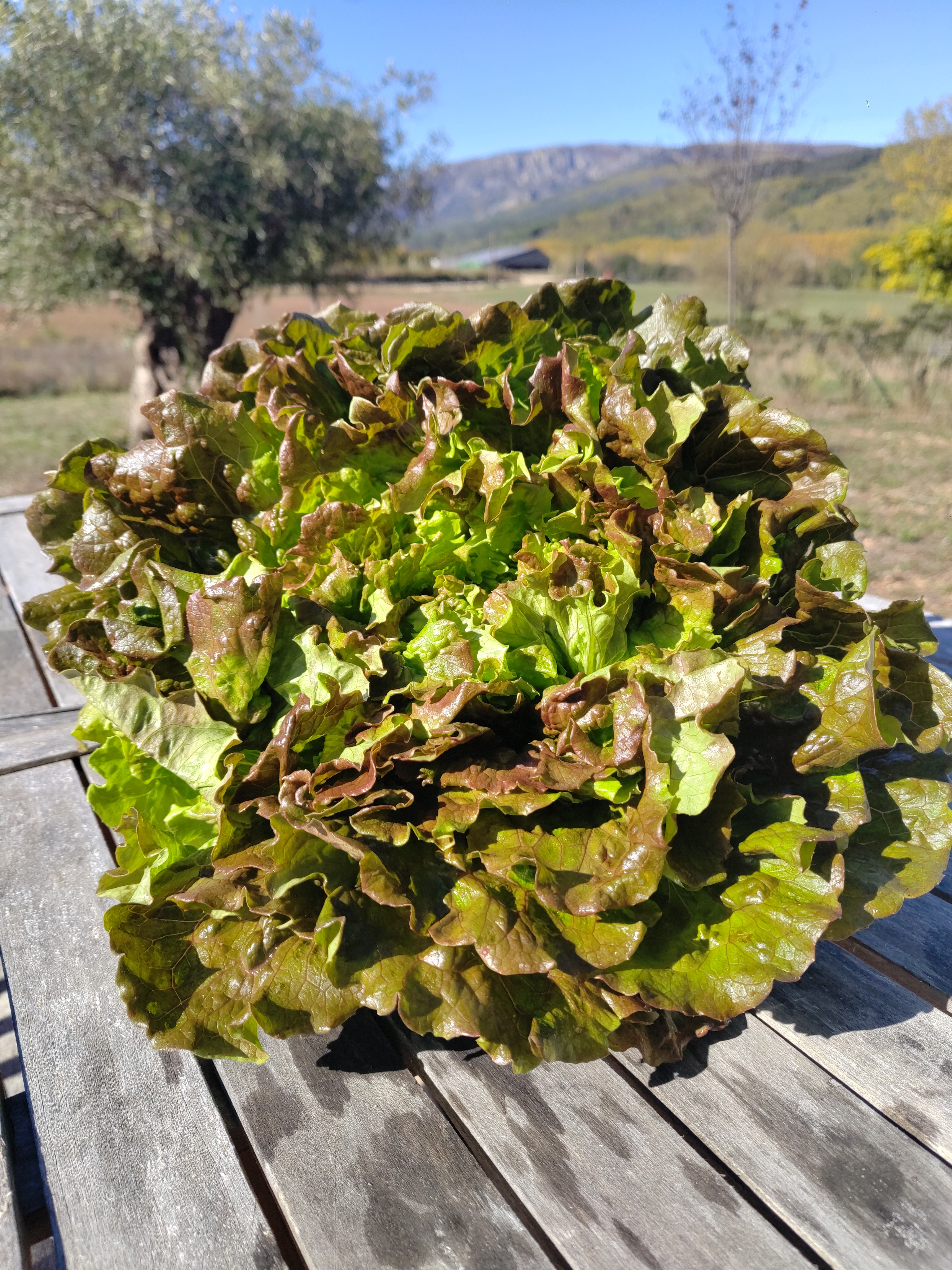 Laitue Batavia rouge