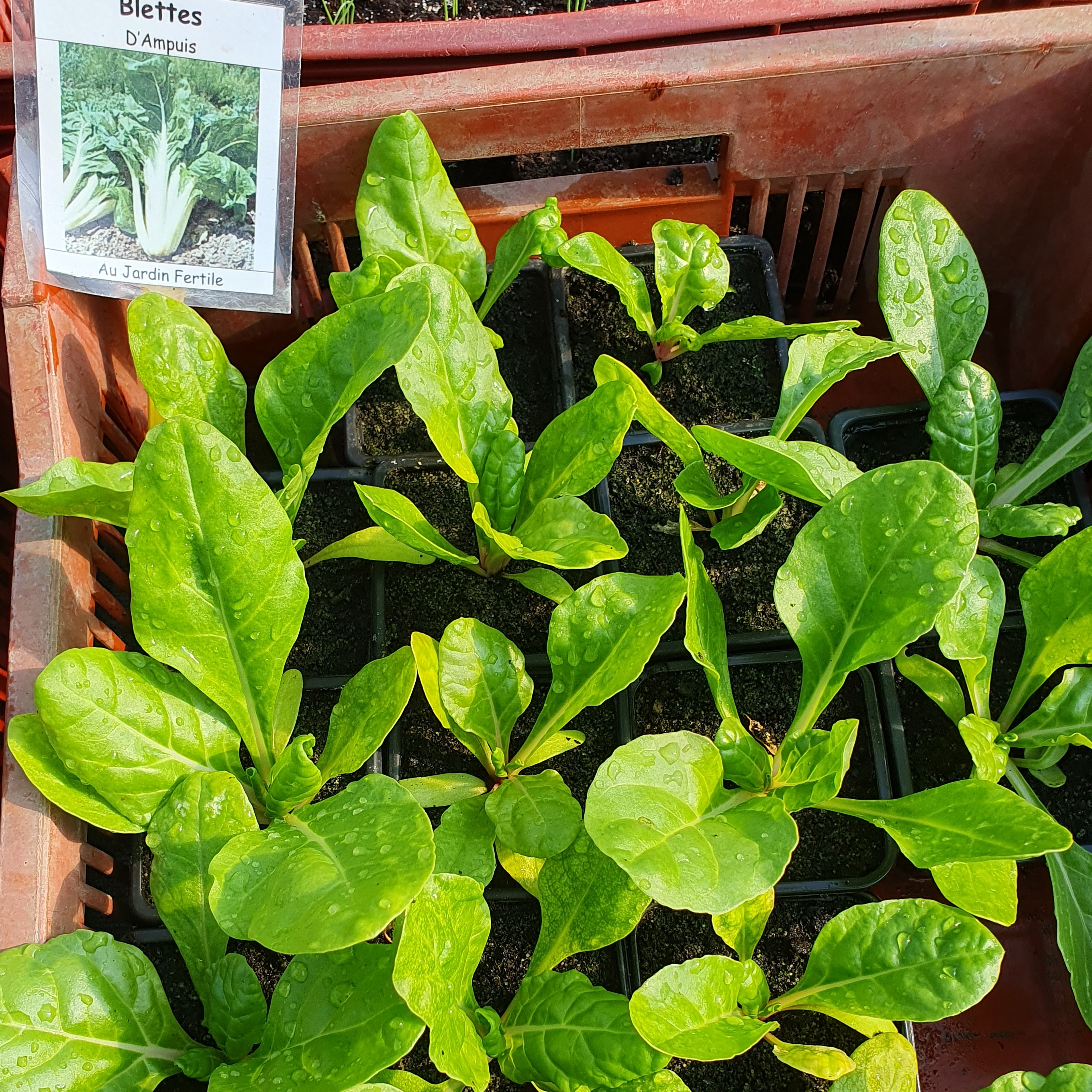 Plant Blette d'Ampuis mini motte