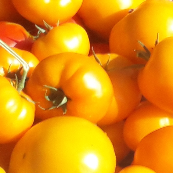 tomate orange