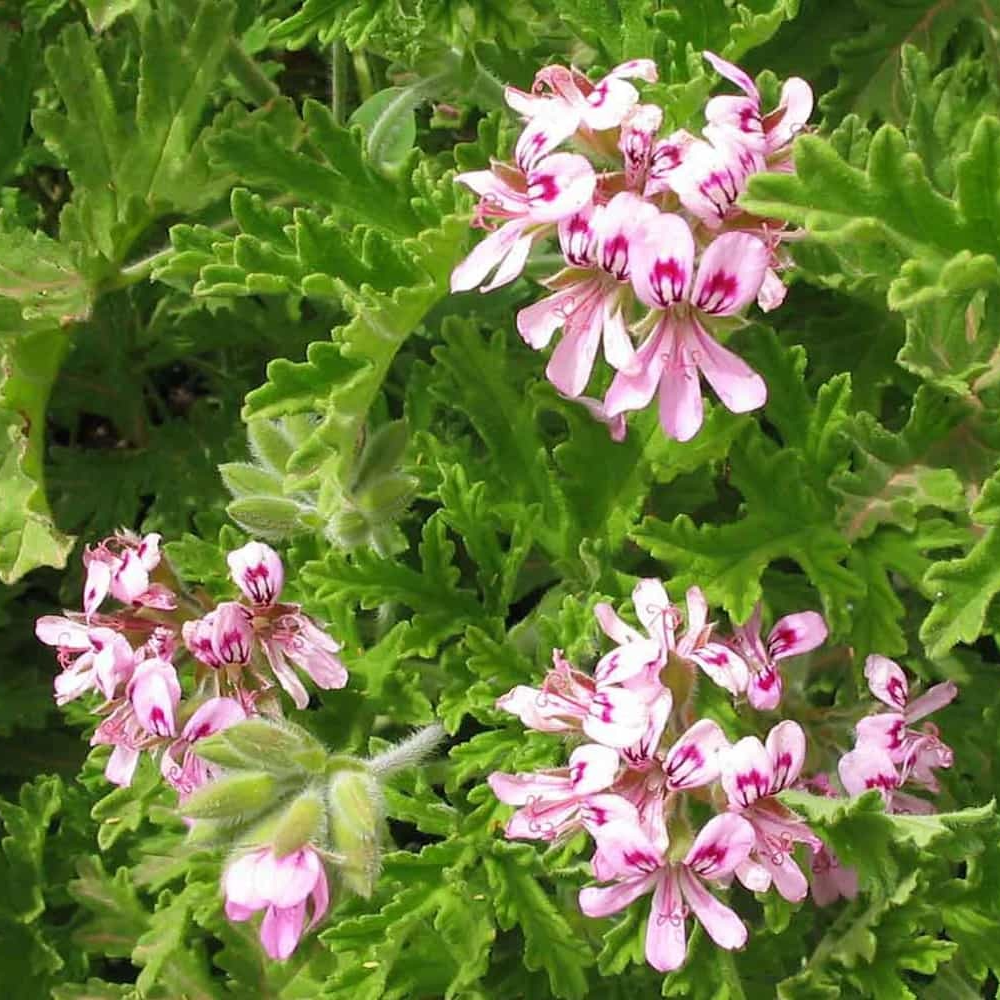 Géranium rosat en pot 1,5 litres