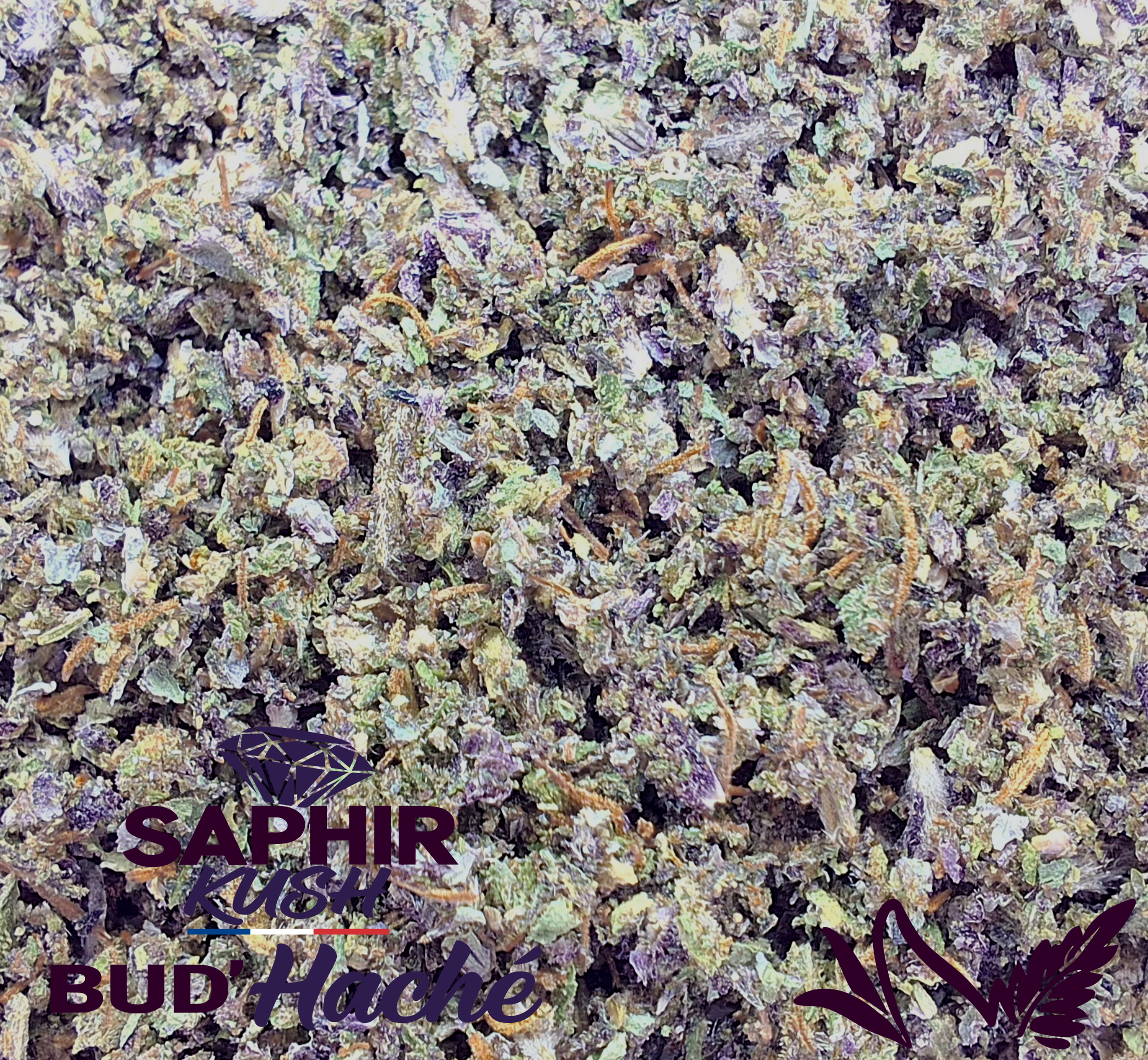SAPHIR KUSH BUD'HACHÉ 100% FLEURS