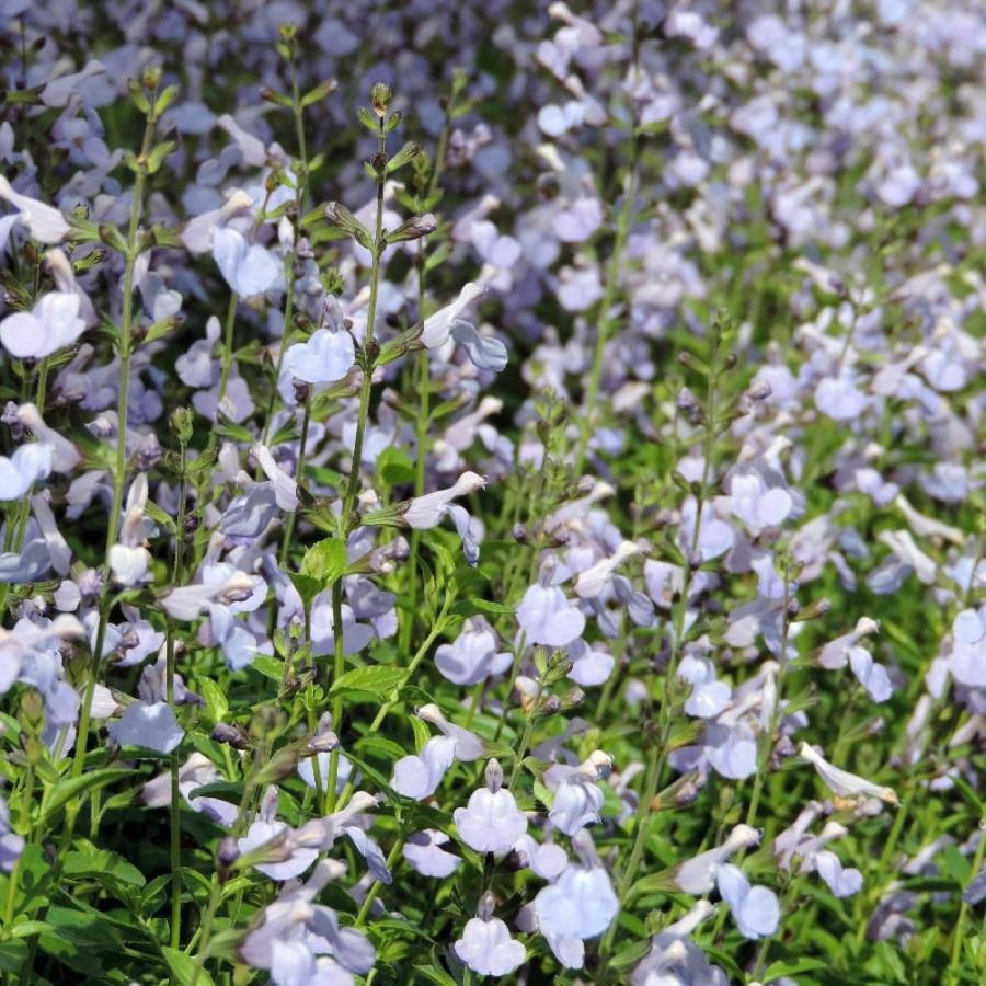 Sauge à petite feuille (Salvia microphylla) 'Delice Aquamarine' - 1l