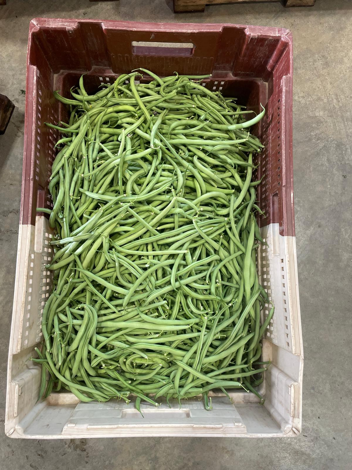 Haricots verts - 500g