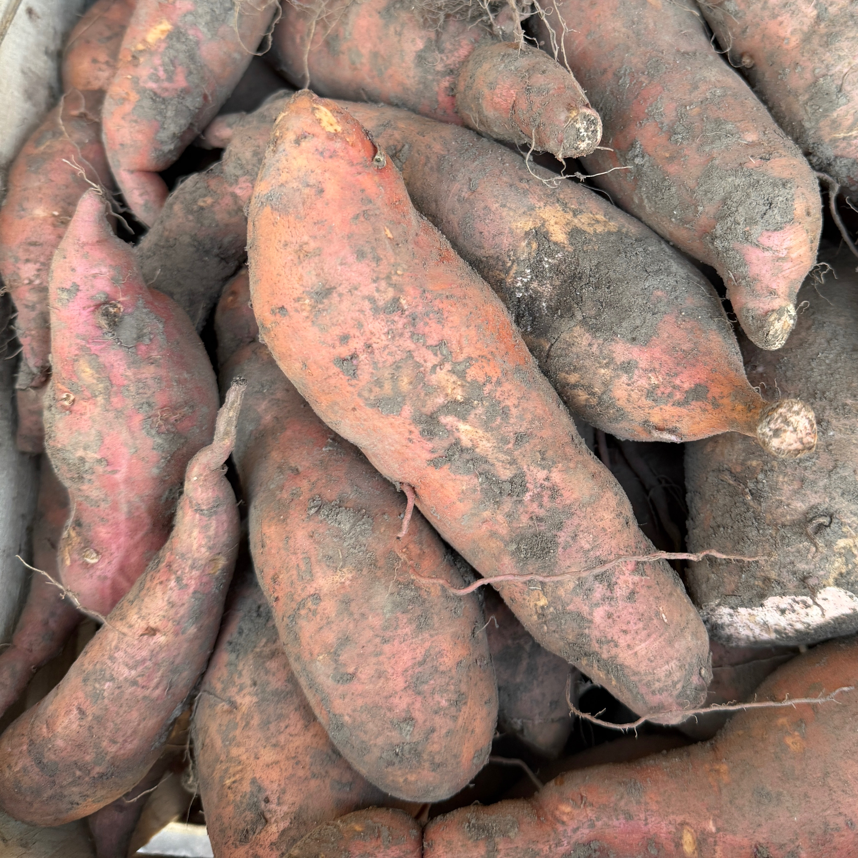 Patate douce Orléans 500g