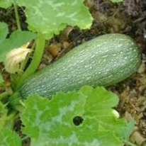 Courgette Grise d’Alger en godet 8 cm