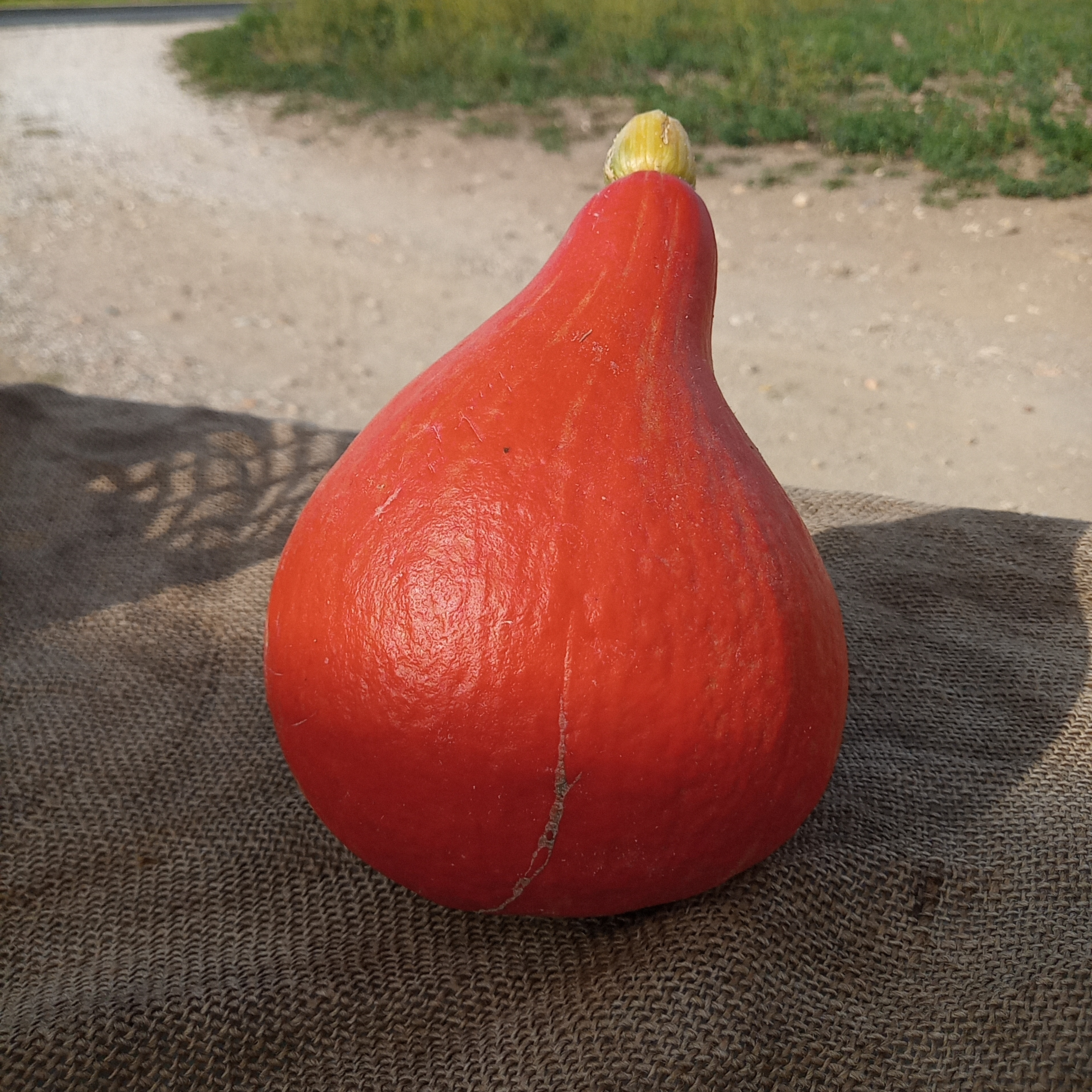 Courge Potimarron