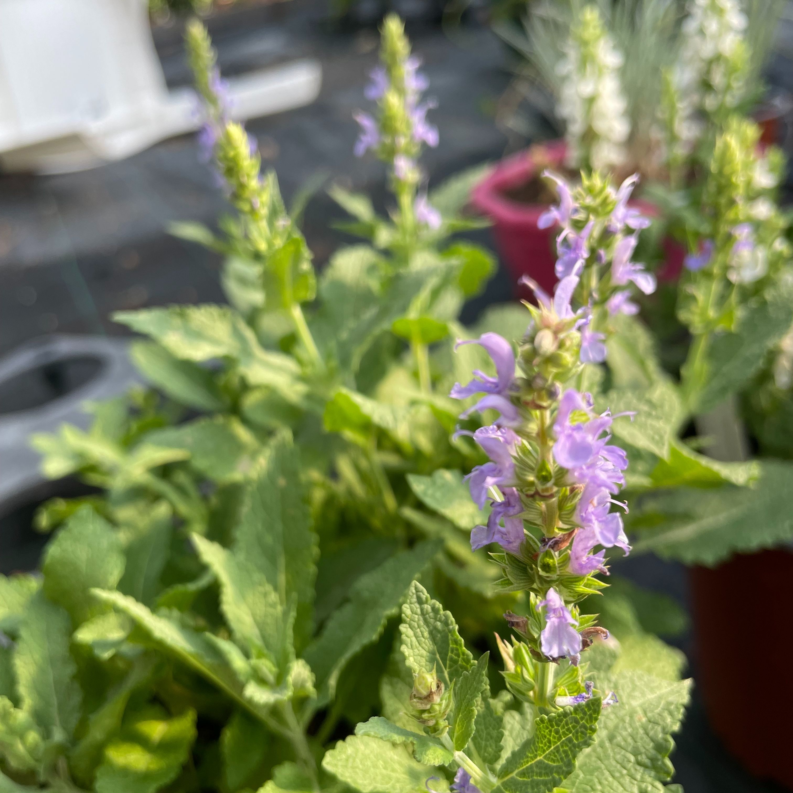 Salvia nemorosa 'Ostfriesland'