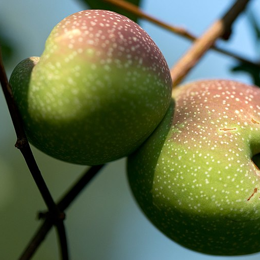 Cognassier hybride - gdt 9