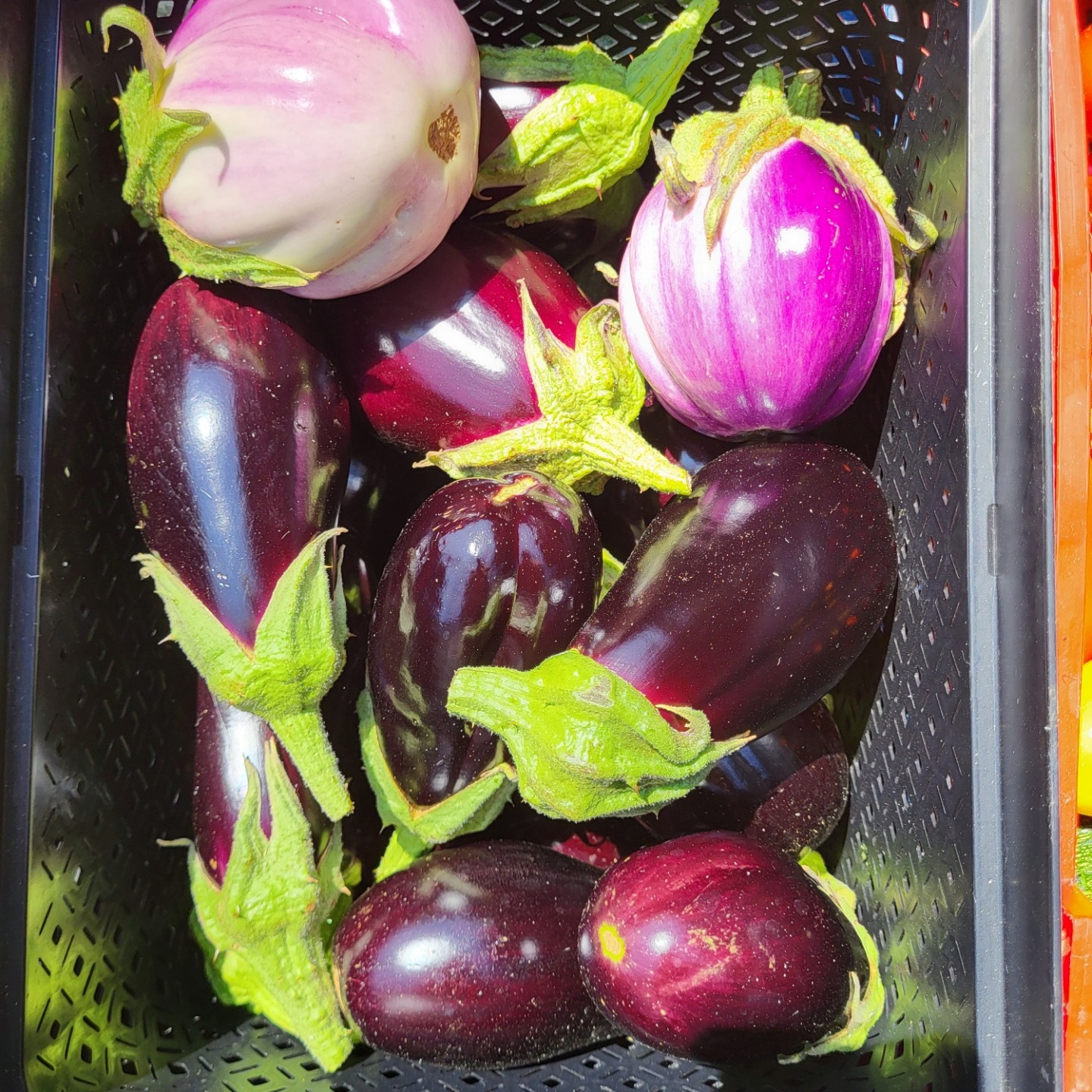 Aubergine - 210g