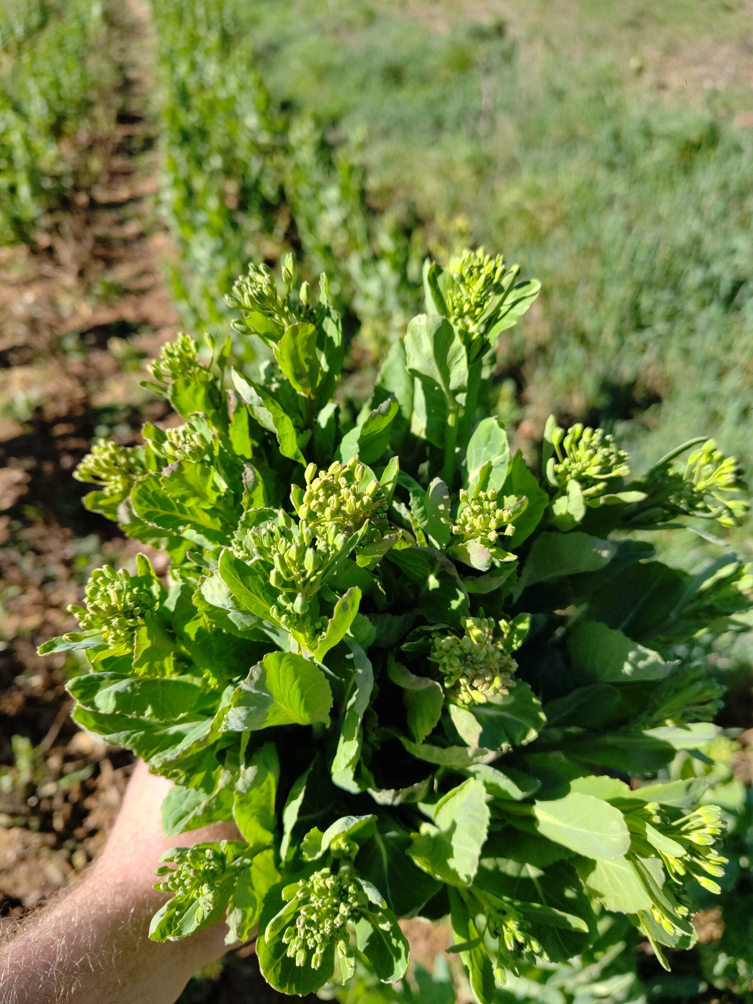Pousse de Choux brocolis botte