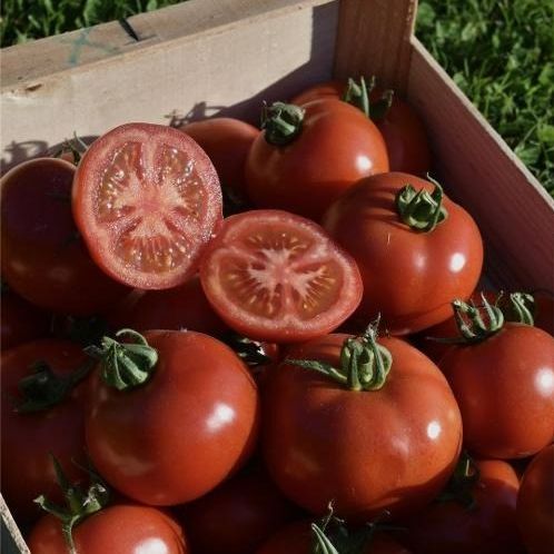Tomates rondes VRACS