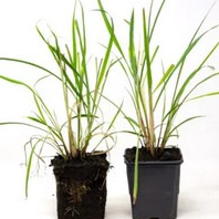 Plant citronnelle de Madagascar