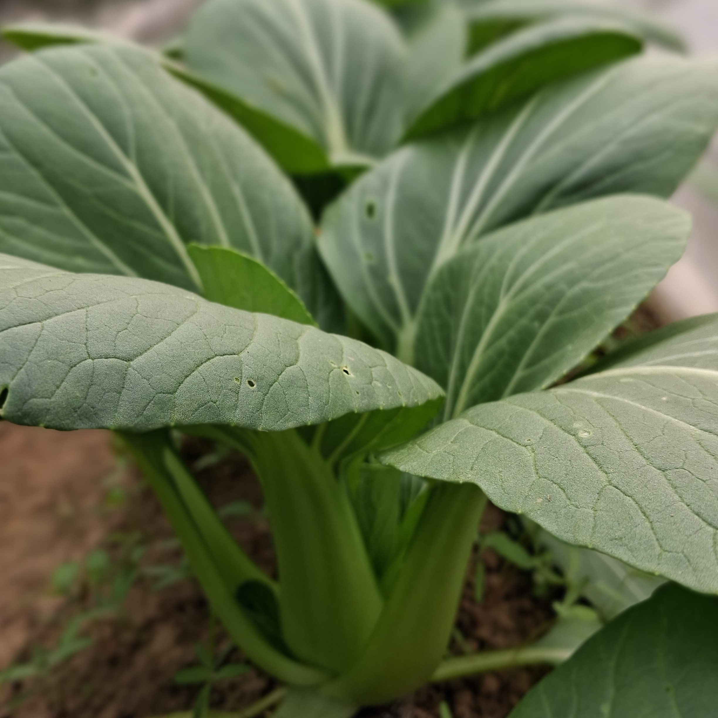 Chou Chinois "Pakchoi"