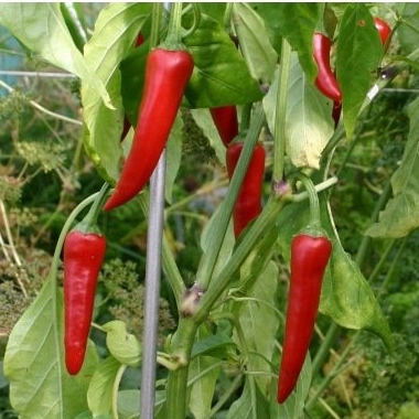 Piment de Cayenne en godet 8 cm