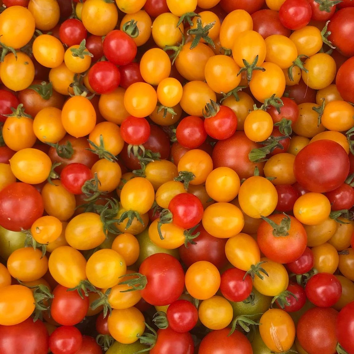 Tomates cerises bio - 500g