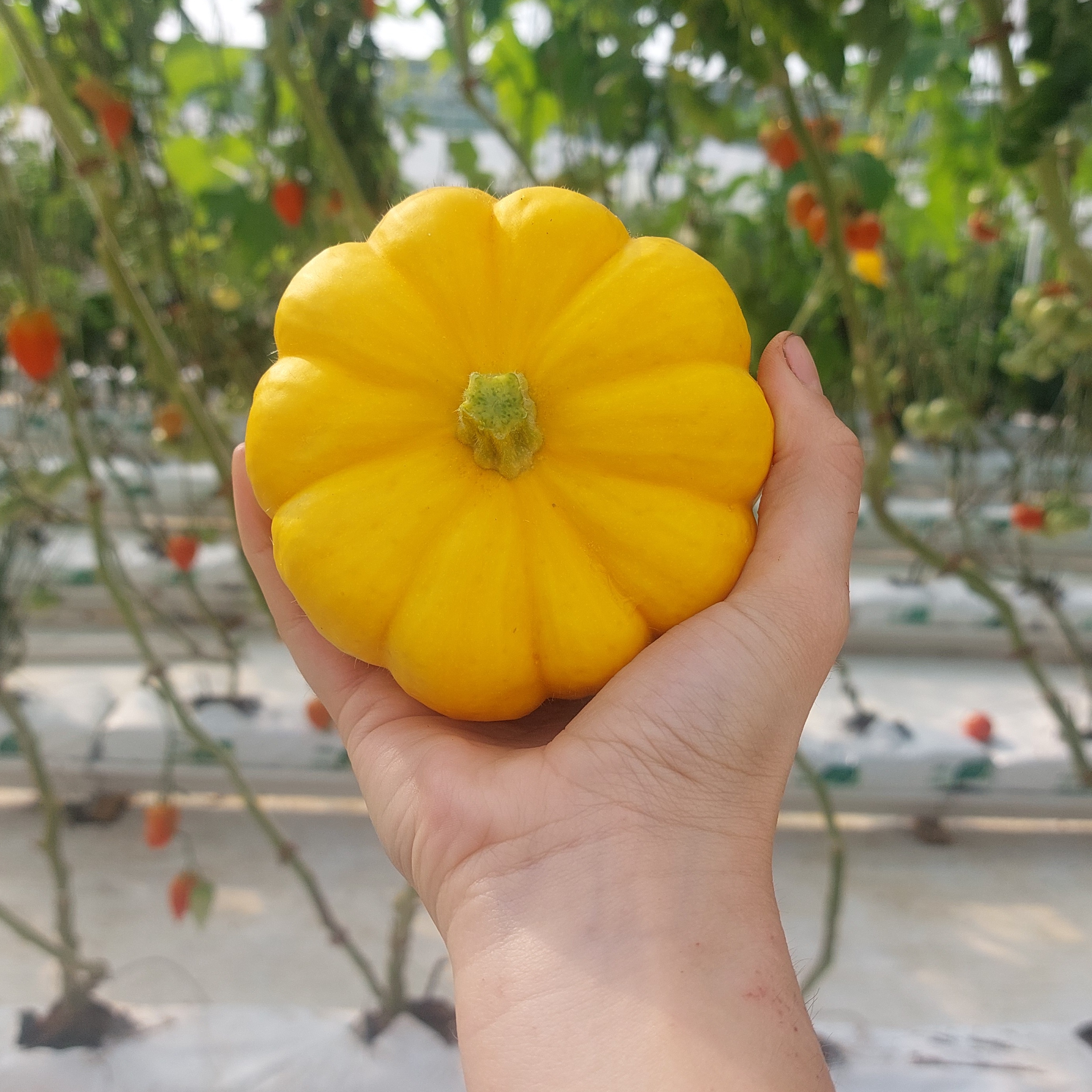 Mini-Courge Jack Be Little