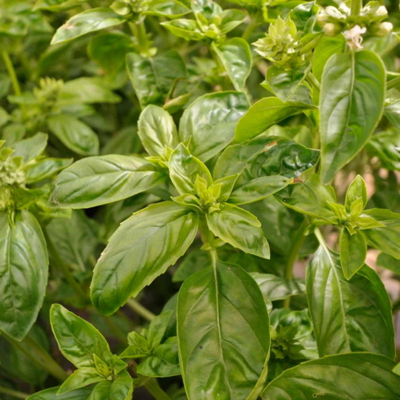 Plant aromates- Basilic grand vert